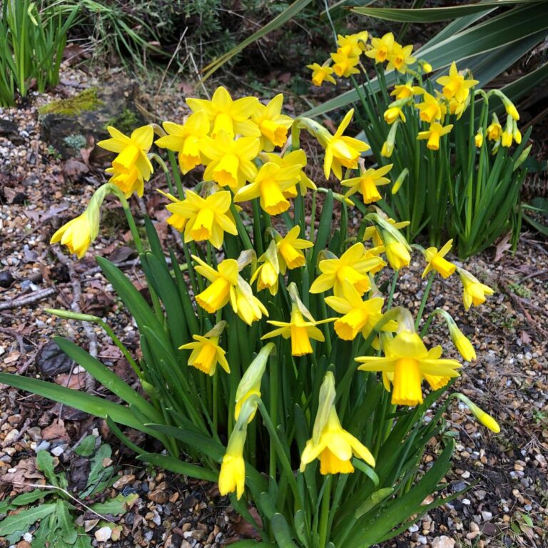 Open Garden: Daffodil Delights