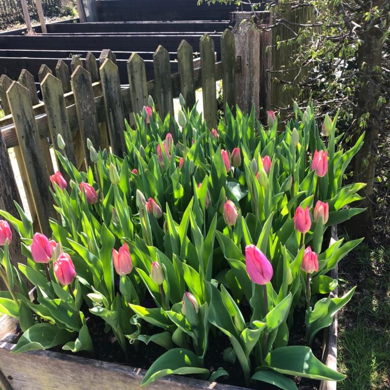 Open Garden: Tulipmania