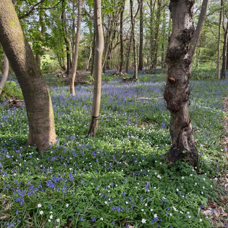 RDA and volunteer appreciation day